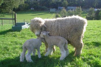 Lamb