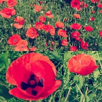 Flowers.. . Little bundles of colorful sunshine