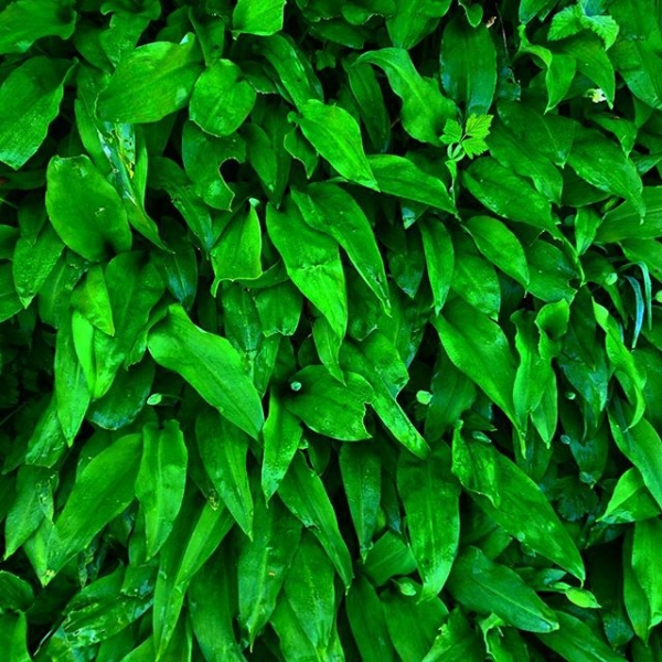 Wild garlic season #B&auml;rlauch #bern #wildgarlic