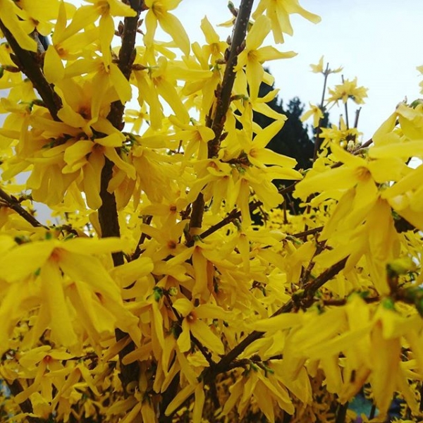 Springtime continued