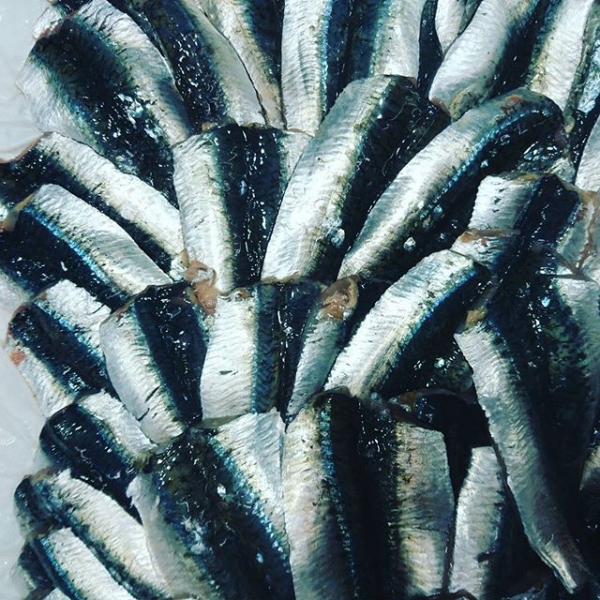 Something fishy