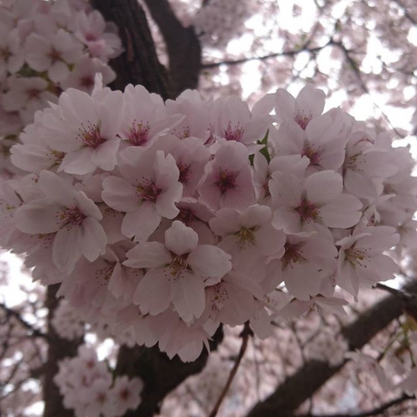 Flowers in the air ?