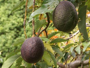 Advocado